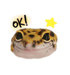レオパの沼へようこそ！（個別スタンプ：7）
