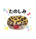 レオパの沼へようこそ！（個別スタンプ：11）