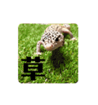 レオパの沼へようこそ！（個別スタンプ：29）
