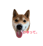 うさぎのかぴやんとおともだち（個別スタンプ：1）