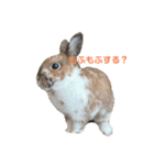 うさぎのかぴやんとおともだち（個別スタンプ：3）
