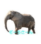 うさぎのかぴやんとおともだち（個別スタンプ：5）