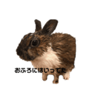 うさぎのかぴやんとおともだち（個別スタンプ：6）