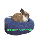うさぎのかぴやんとおともだち（個別スタンプ：7）