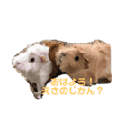 うさぎのかぴやんとおともだち（個別スタンプ：8）