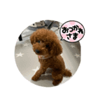 使えるワン（個別スタンプ：11）
