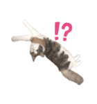 愛猫シエルNo.10（simple）（個別スタンプ：1）