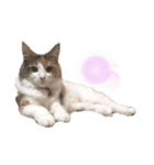愛猫シエルNo.10（simple）（個別スタンプ：2）