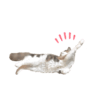 愛猫シエルNo.10（simple）（個別スタンプ：3）