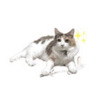 愛猫シエルNo.10（simple）（個別スタンプ：4）