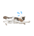 愛猫シエルNo.10（simple）（個別スタンプ：5）