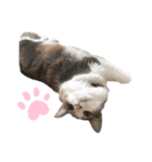 愛猫シエルNo.10（simple）（個別スタンプ：6）