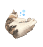 愛猫シエルNo.10（simple）（個別スタンプ：7）
