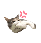 愛猫シエルNo.10（simple）（個別スタンプ：8）