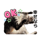 幸せ招き猫。心晴【こはる】LINEスタンプ（個別スタンプ：4）