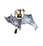 幸せ招き猫。心晴【こはる】LINEスタンプ（個別スタンプ：5）