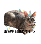 幸せ招き猫。心晴【こはる】LINEスタンプ（個別スタンプ：6）