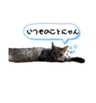 幸せ招き猫。心晴【こはる】LINEスタンプ（個別スタンプ：8）