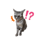 幸せ招き猫。心晴【こはる】LINEスタンプ（個別スタンプ：10）