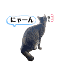 幸せ招き猫。心晴【こはる】LINEスタンプ（個別スタンプ：11）