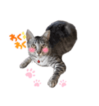 幸せ招き猫。心晴【こはる】LINEスタンプ（個別スタンプ：15）