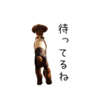 トイプードルのコットちゃん2（個別スタンプ：11）