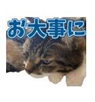猫のヤマトのスタンプ2（個別スタンプ：10）