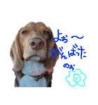 ビーグル犬のベックマン⑤（個別スタンプ：2）