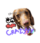 ビーグル犬のベックマン⑤（個別スタンプ：6）