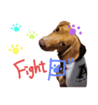 ビーグル犬のベックマン⑤（個別スタンプ：8）