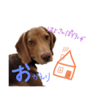 ビーグル犬のベックマン⑤（個別スタンプ：9）