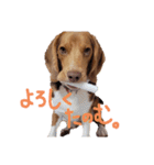 ビーグル犬のベックマン⑤（個別スタンプ：14）