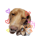 ビーグル犬のベックマン⑤（個別スタンプ：15）
