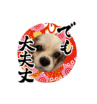 リンゴさんスタンプ パート6+（個別スタンプ：3）