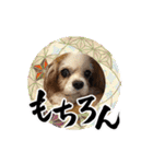 リンゴさんスタンプ パート6+（個別スタンプ：5）