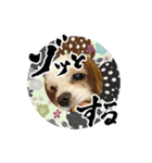 リンゴさんスタンプ パート6+（個別スタンプ：7）