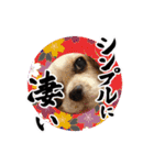 リンゴさんスタンプ パート6+（個別スタンプ：8）