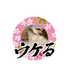 リンゴさんスタンプ パート6+（個別スタンプ：11）