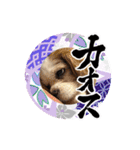 リンゴさんスタンプ パート6+（個別スタンプ：14）