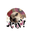 リンゴさんスタンプ パート6+（個別スタンプ：23）