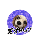 リンゴさんスタンプ パート6+（個別スタンプ：24）