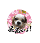リンゴさんスタンプ パート6+（個別スタンプ：35）