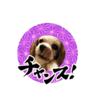 リンゴさんスタンプ パート6+（個別スタンプ：36）