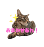 こてさまスタンプ（個別スタンプ：1）