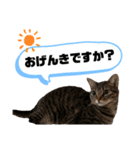 こてさまスタンプ（個別スタンプ：3）