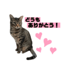 こてさまスタンプ（個別スタンプ：5）