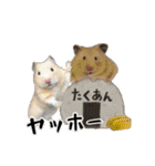 ハムスターのたっくん（個別スタンプ：1）