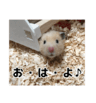 ハムスターのたっくん（個別スタンプ：2）