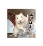 ハムスターのたっくん（個別スタンプ：3）