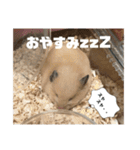 ハムスターのたっくん（個別スタンプ：4）